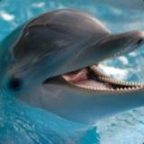 The Huzza Porpoise