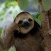 SlothFacts