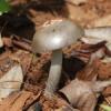 Silver Mushroom 2