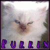 Purrin